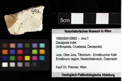 Foto (Objket + Etiketten) von Decapoda indet. 